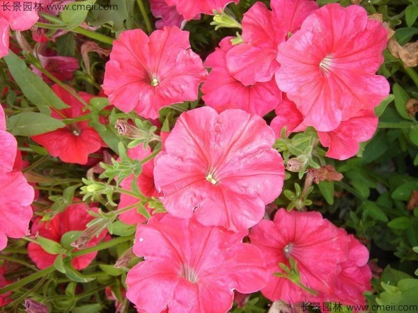 牽?；ǚN子發(fā)芽出苗開花圖片
