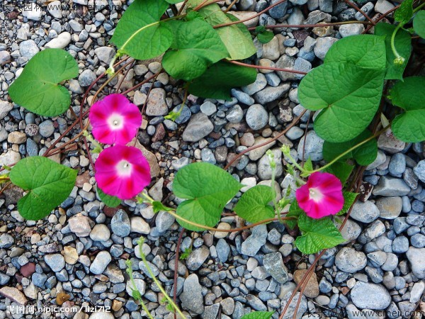 牽?;ǚN子發(fā)芽出苗開花圖片 牽?;ǚN子發(fā)芽出苗開花圖片