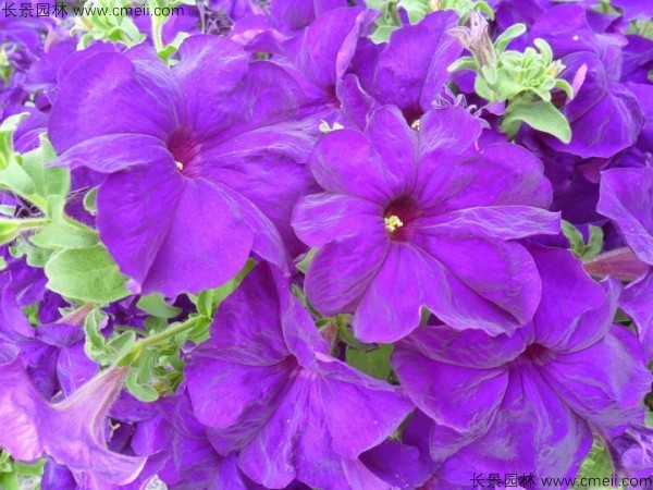 牽?;ǚN子發(fā)芽出苗開花圖片 牽?;ǚN子發(fā)芽出苗開花圖片