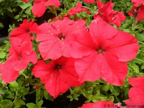 牽?;ǚN子發(fā)芽出苗開花圖片 牽牛花種子發(fā)芽出苗開花圖片