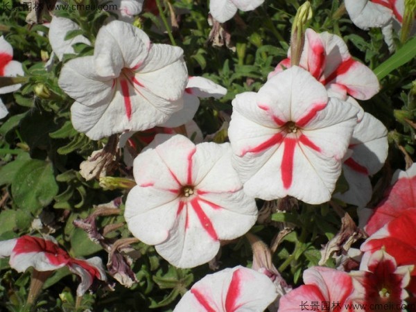 牽?;ǚN子發(fā)芽出苗開花圖片 牽?;ǚN子發(fā)芽出苗開花圖片