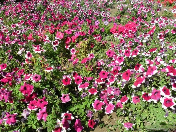 牽?；ǚN子發(fā)芽出苗開花圖片