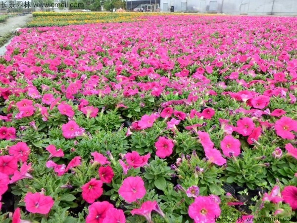 牽?；ǚN子發(fā)芽出苗開花圖片