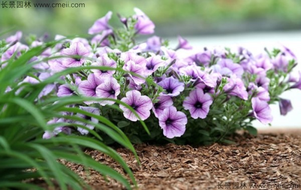 牽?；ǚN子發(fā)芽出苗開花圖片