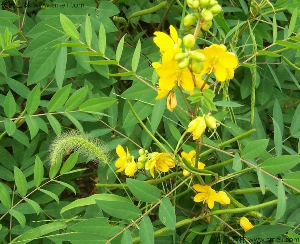 蛇滅門種子開花發(fā)芽出苗圖片 蛇滅門種子開花發(fā)芽出苗圖片
