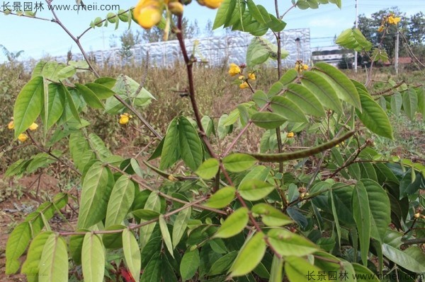 蛇滅門種子開花發(fā)芽出苗圖片 蛇滅門種子開花發(fā)芽出苗圖片