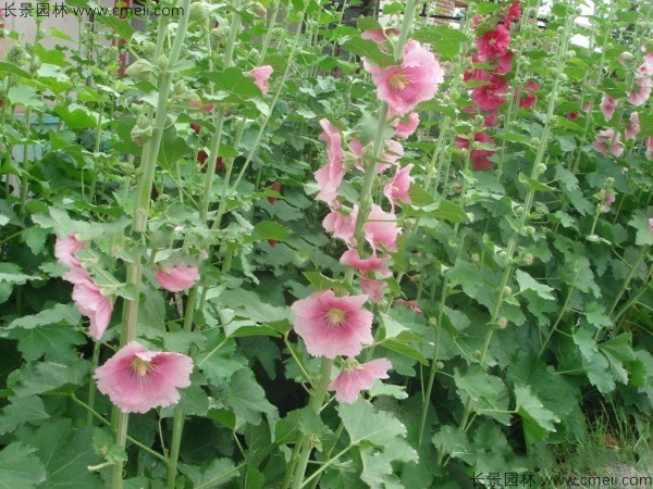 蜀葵開花圖片 蜀葵開花圖片