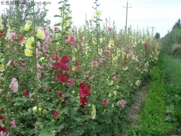 蜀葵開花圖片 蜀葵開花圖片