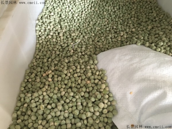 豌豆種子圖片 豌豆種子圖片