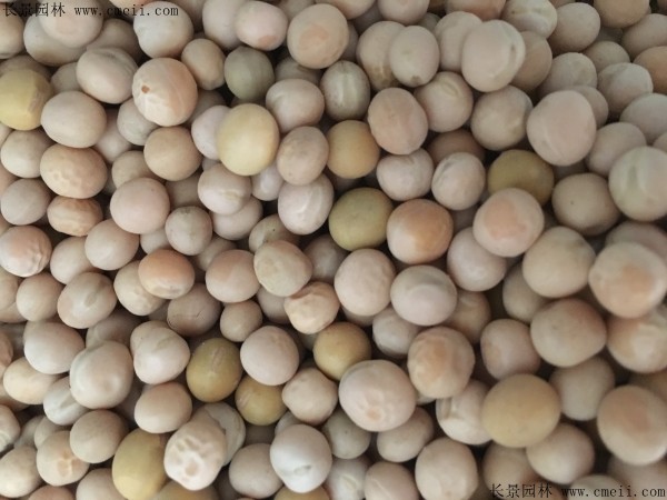 豌豆種子圖片 豌豆種子圖片