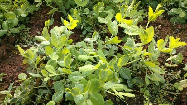 豌豆種子發(fā)芽出苗圖片 豌豆種子發(fā)芽出苗圖片