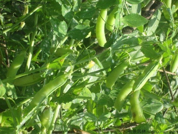豌豆種子發(fā)芽出苗圖片 豌豆種子發(fā)芽出苗圖片