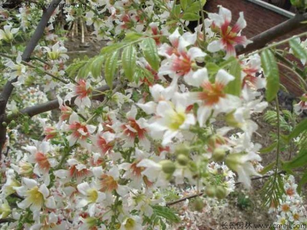 文冠果開(kāi)花圖片 文冠果開(kāi)花圖片