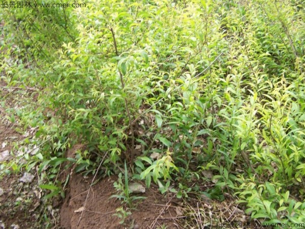 文冠果種子發(fā)芽出苗圖片 文冠果種子發(fā)芽出苗圖片