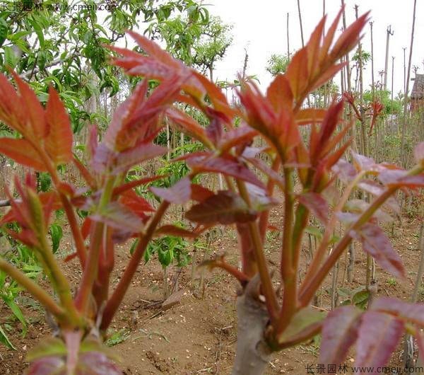 香椿種子發(fā)芽出苗圖片 香椿種子發(fā)芽出苗圖片