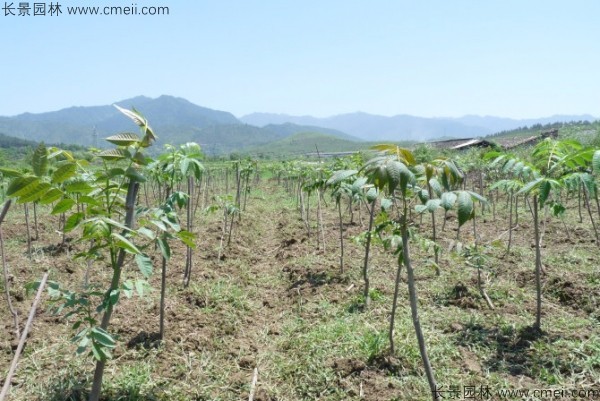 香椿種子發(fā)芽出苗圖片 香椿種子發(fā)芽出苗圖片