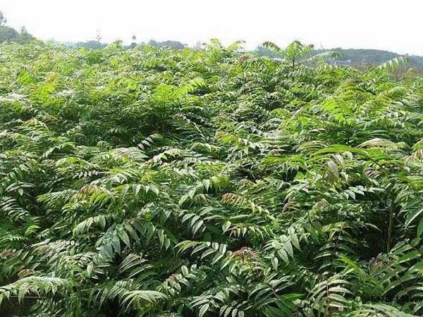 香椿種子發(fā)芽出苗圖片 香椿種子發(fā)芽出苗圖片