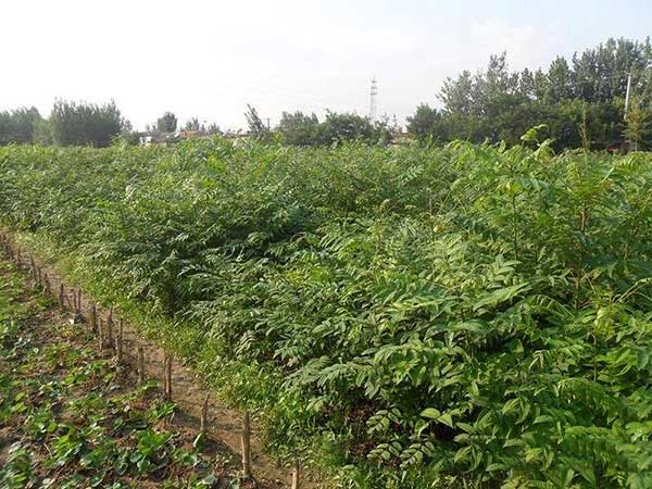 香椿種子發(fā)芽出苗圖片 香椿種子發(fā)芽出苗圖片