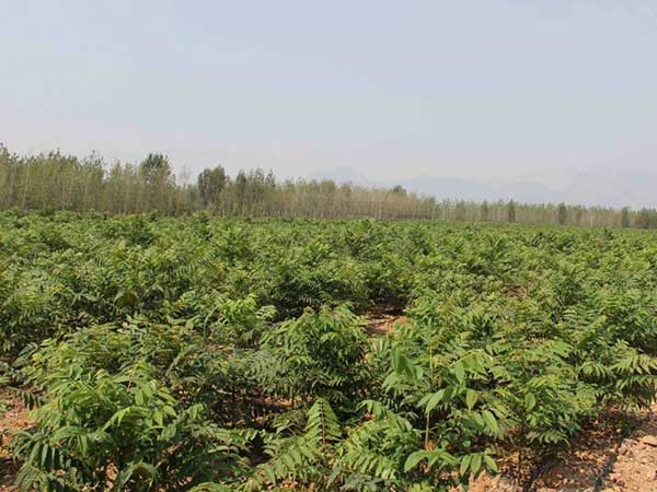 香椿種子發(fā)芽出苗圖片 香椿種子發(fā)芽出苗圖片