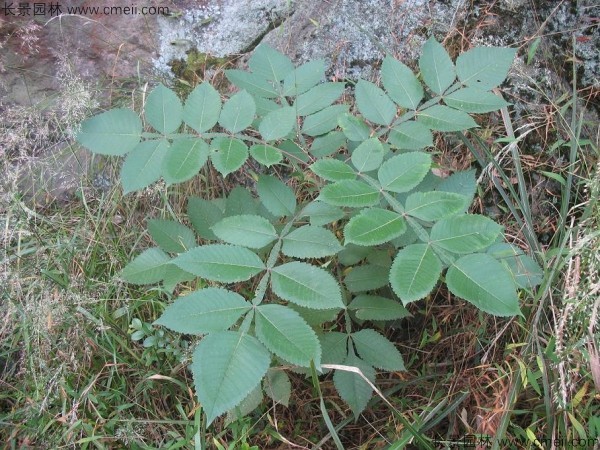 鹽膚木種子發(fā)芽出苗圖片 鹽膚木種子發(fā)芽出苗圖片