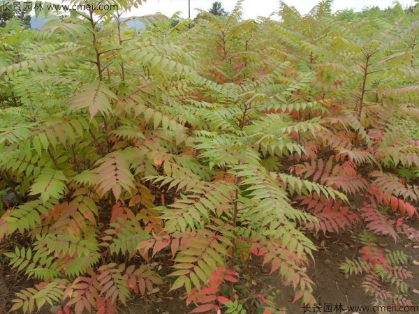 鹽膚木種子發(fā)芽出苗圖片 鹽膚木種子發(fā)芽出苗圖片