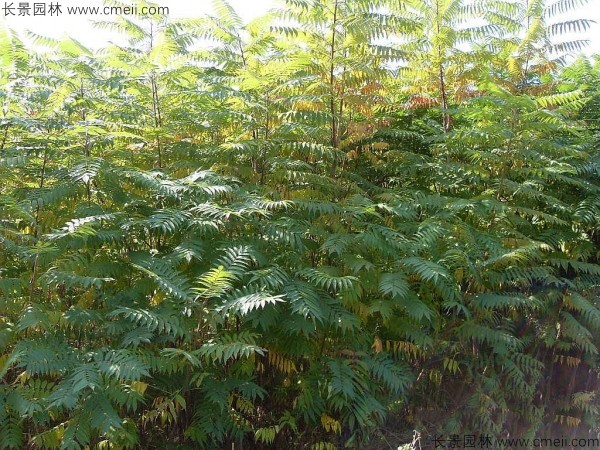 鹽膚木種子發(fā)芽出苗圖片 鹽膚木種子發(fā)芽出苗圖片