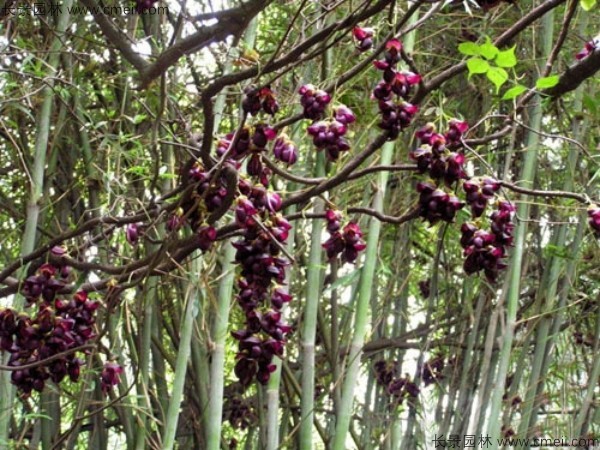 油麻藤開花樹葉樹藤圖片 油麻藤開花樹葉樹藤圖片