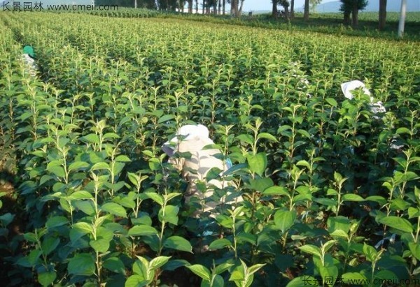 榆葉梅種子發(fā)芽出苗圖片 榆葉梅種子發(fā)芽出苗圖片