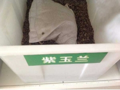 「紫玉蘭種子」最新紫玉蘭種子_價格_圖片_種植