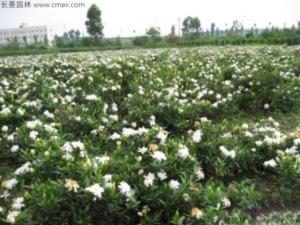 梔子花種子發(fā)芽出苗圖片 梔子花種子發(fā)芽出苗圖片