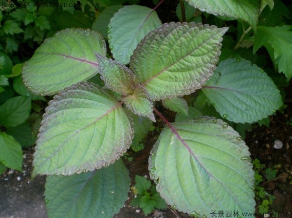 紫蘇種子發(fā)芽出苗圖片 紫蘇種子發(fā)芽出苗圖片