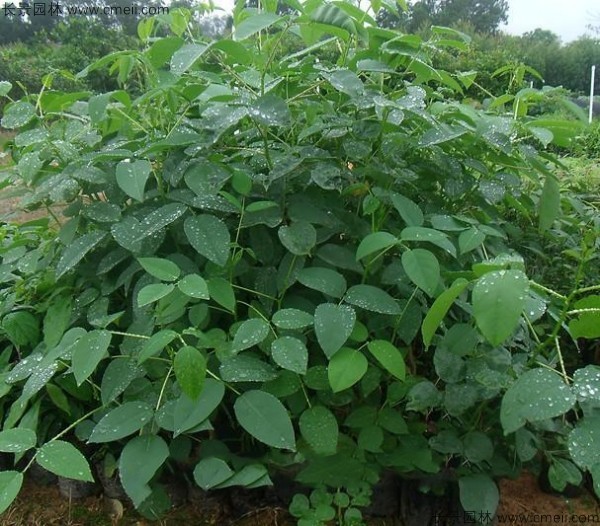雞冠刺桐種子發(fā)芽出苗開(kāi)花圖片 雞冠刺桐種子發(fā)芽出苗開(kāi)花圖片