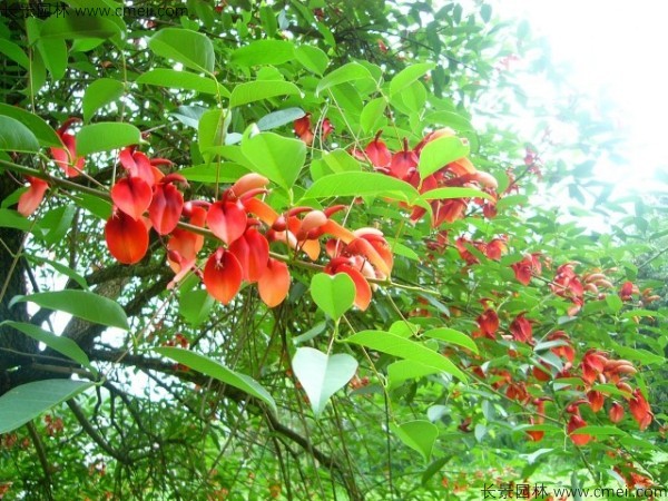雞冠刺桐種子發(fā)芽出苗開(kāi)花圖片 雞冠刺桐種子發(fā)芽出苗開(kāi)花圖片