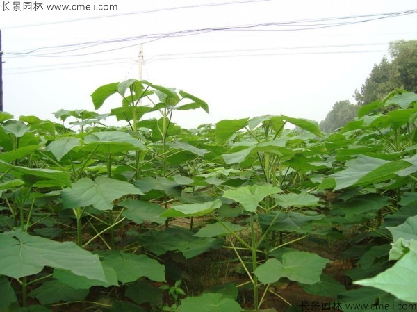 泡桐種子發(fā)芽出苗圖片 泡桐種子發(fā)芽出苗圖片