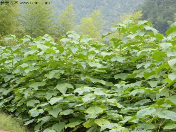 泡桐種子發(fā)芽出苗圖片 泡桐種子發(fā)芽出苗圖片