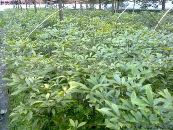 楠木種子發(fā)芽出苗圖片 楠木種子發(fā)芽出苗圖片