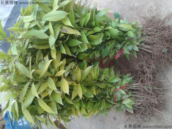 楠木種子發(fā)芽出苗圖片 楠木種子發(fā)芽出苗圖片