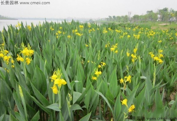 美人蕉種子發(fā)芽出苗開花圖片 美人蕉種子發(fā)芽出苗開花圖片