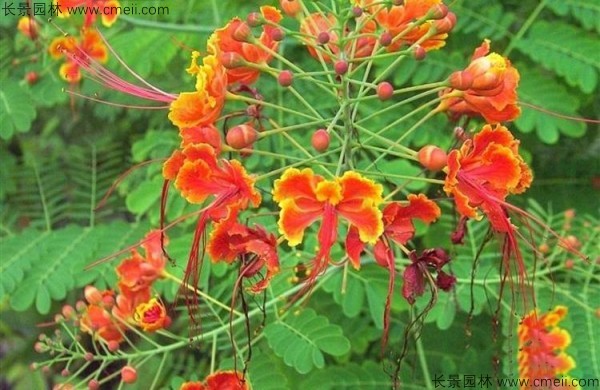 洋金鳳開花圖片 洋金鳳開花圖片