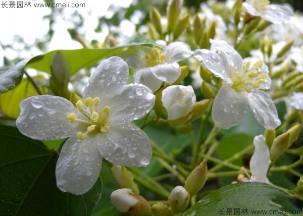 油桐樹(shù)開(kāi)花圖片 油桐樹(shù)開(kāi)花圖片