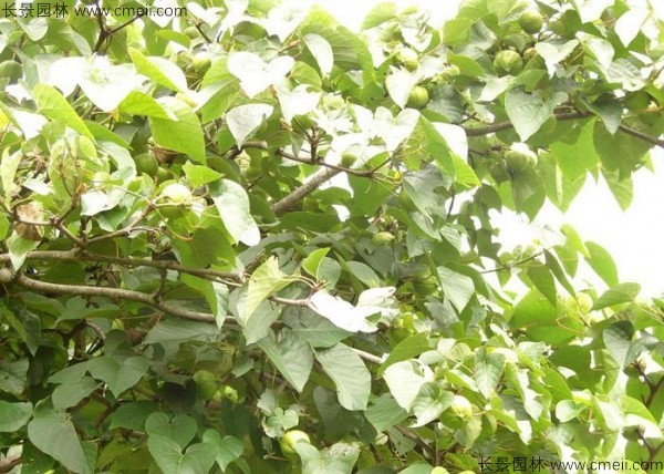 油桐樹(shù)圖片 油桐樹(shù)圖片