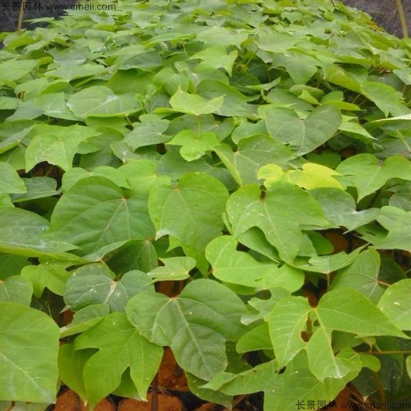 油桐樹(shù)種子發(fā)芽出苗圖片 油桐樹(shù)種子發(fā)芽出苗圖片