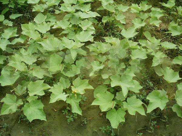 油桐樹(shù)種子發(fā)芽出苗圖片 油桐樹(shù)種子發(fā)芽出苗圖片