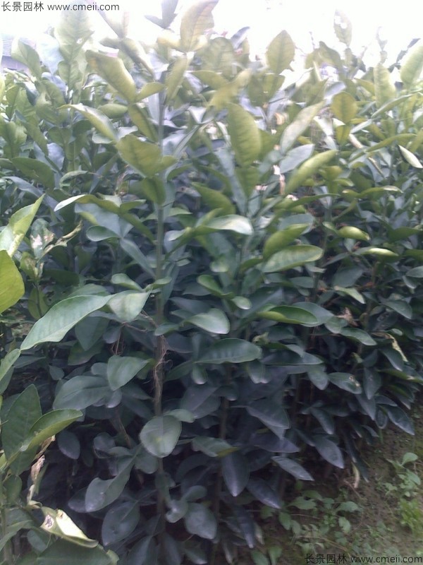 香泡種子發(fā)芽出苗圖片 香泡種子發(fā)芽出苗圖片