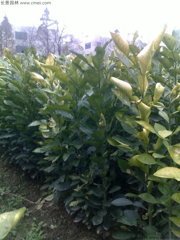 香泡種子發(fā)芽出苗圖片 香泡種子發(fā)芽出苗圖片