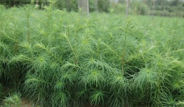 水杉種子發(fā)芽出苗圖片 水杉種子發(fā)芽出苗圖片