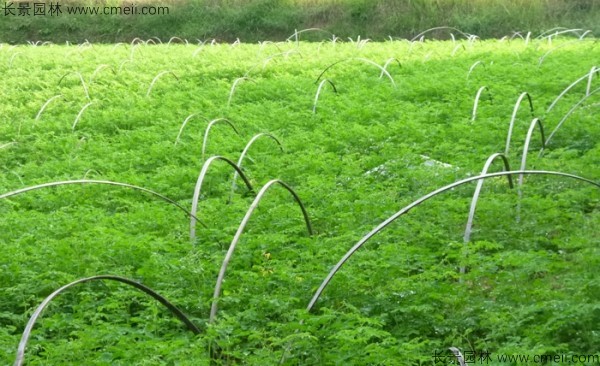 辣木樹種子發(fā)芽出苗圖片 辣木樹種子發(fā)芽出苗圖片