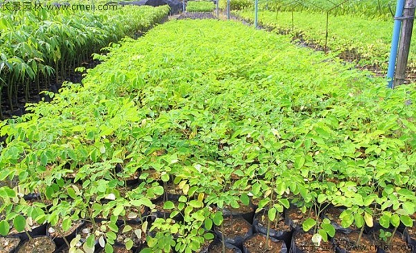 辣木樹種子發(fā)芽出苗圖片 辣木樹種子發(fā)芽出苗圖片