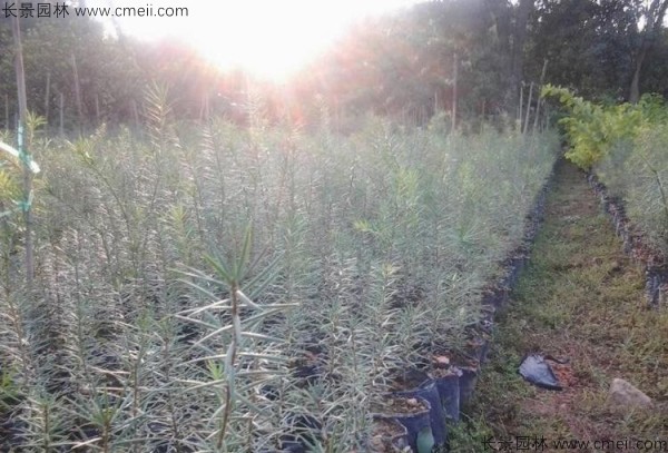 油杉樹種子發(fā)芽出苗圖片 油杉樹種子發(fā)芽出苗圖片