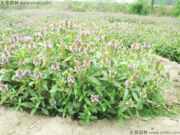 夏枯球種子發(fā)芽出苗開花圖片 夏枯球種子發(fā)芽出苗開花圖片
